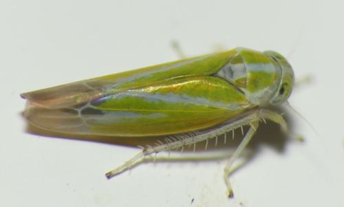 Alebra (coryli-wahlbergi)